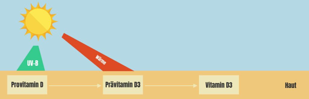 Vitamin D Synthese Sonne Haut Infografik