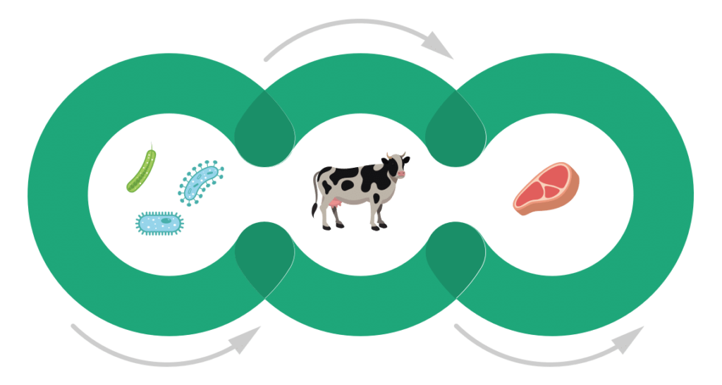Vitamin B12 Zyklus