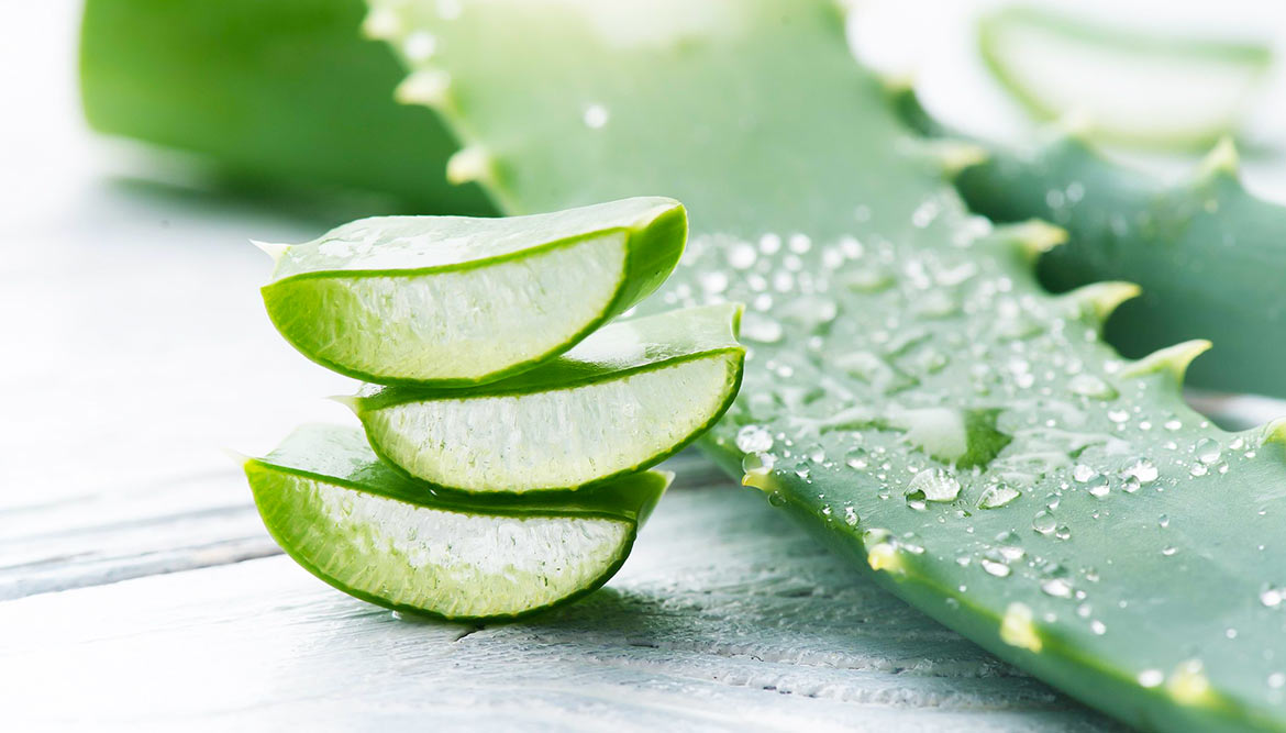 Die vielfältigen Anwendungsmöglichkeiten von Aloe Vera
