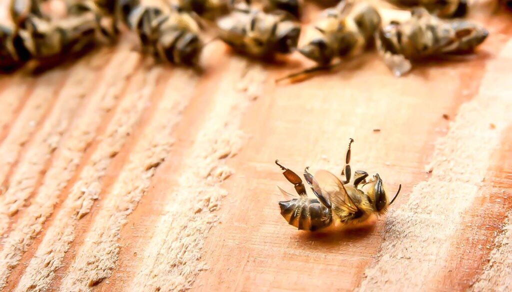 Bienen werden für Honig getötet