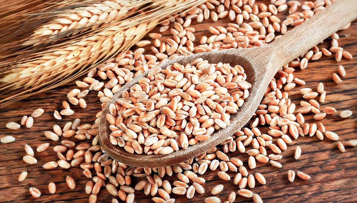 Vegane Milch: Dinkelmilch als pflanzliche Milch-Alternative