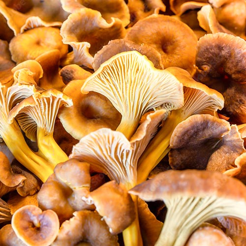Vegan Eiweiss Sonneblumenkerne