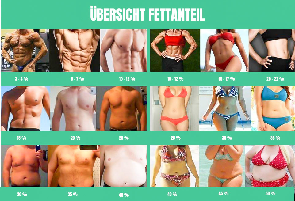 Übersicht Fettanteil - Fettgehalt bestimmen