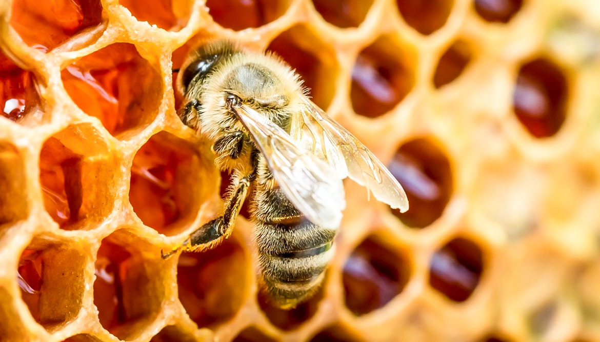 Vegan-Jeans: Imprägnierung aus Bienenwachs