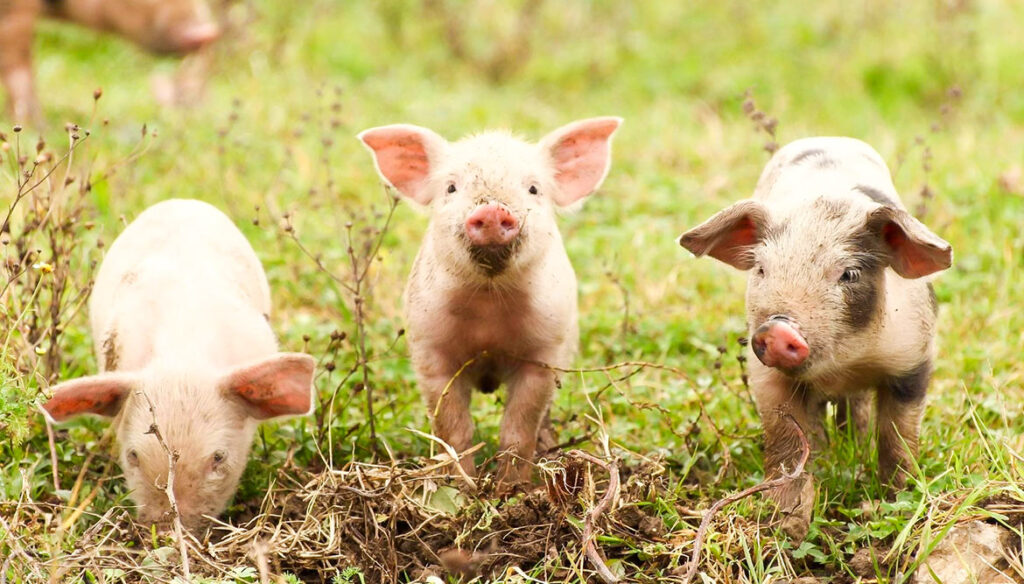 Durch veganen Lebensstil auf das Tierwohl achten