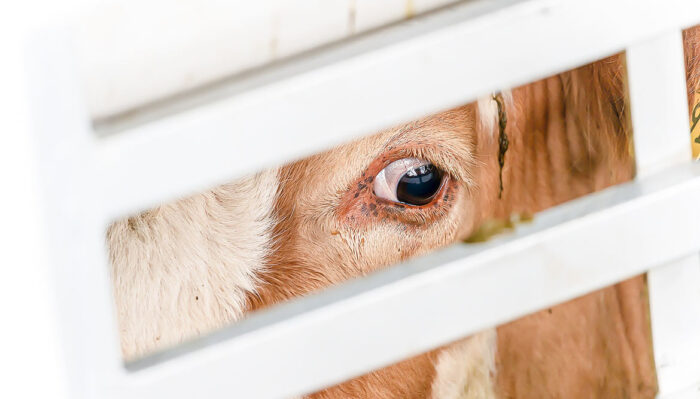 Animal-Kill-Counter: So viele Tiere werden weltweit getötet